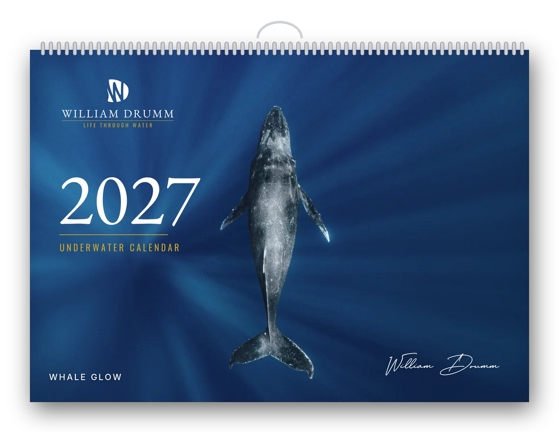 2027 Ocean Wall Calendar by William Drumm with the Whale Glow humpback whale cover
