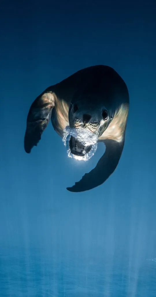 California sea lion blowing bubbles underwater, one of ten free ocean phone wallpapers by William Drumm